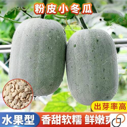 本地粉白小冬瓜种籽大全黑皮冬瓜种子青皮冬瓜种孑家庭院蔬菜种子