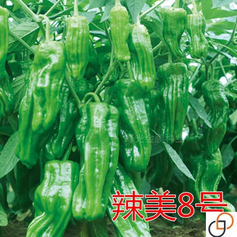 薄皮椒种子皱皮虎皮泡椒芜湖椒苏椒辣椒种籽高产微辣蔬菜辣美8号