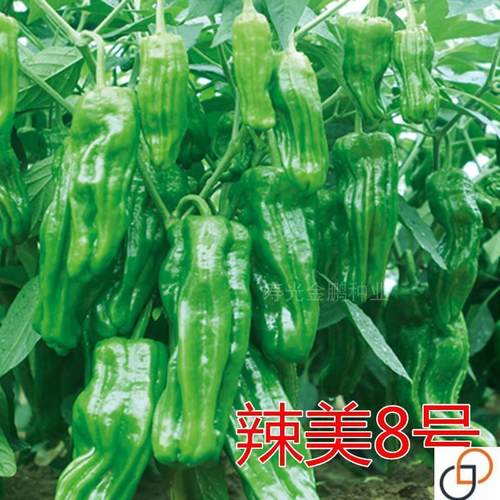 薄皮椒种子皱皮虎皮泡椒芜湖椒苏椒辣椒种籽高产微辣蔬菜辣美8号