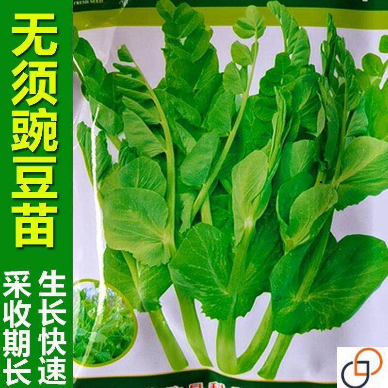 甜脆无须豌豌豆苗豌豆芽豌豆颠豌豆尖秋冬可多次收割