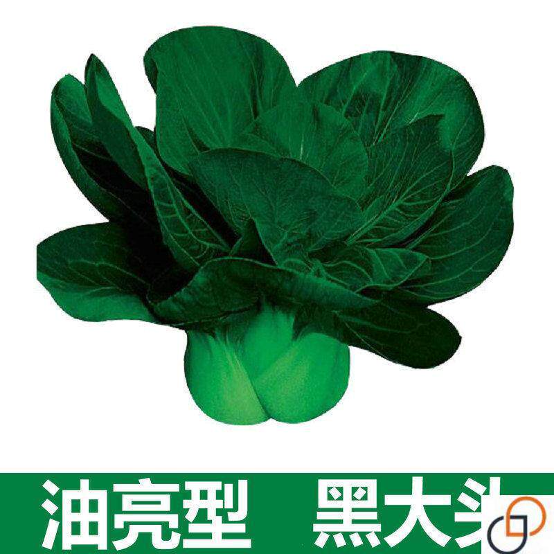 正宗黑大头苏州青油菜种子秋冬耐寒小白黑油上海青蔬菜籽四季青菜