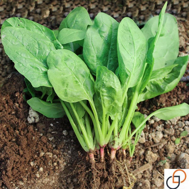 耐寒菠菜种籽农家菠菜籽种秋季冬季四季耐寒盆栽青菜种孑菠菜种子