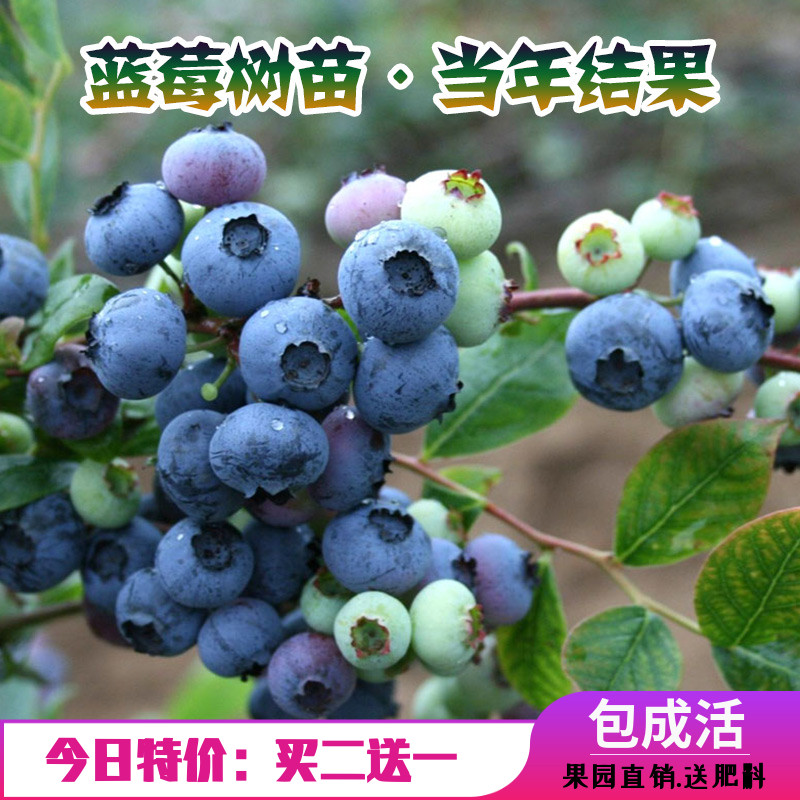 蓝莓树苗盆栽地栽阳台果树苗特大四季蓝莓苗南方北方种植当年结果