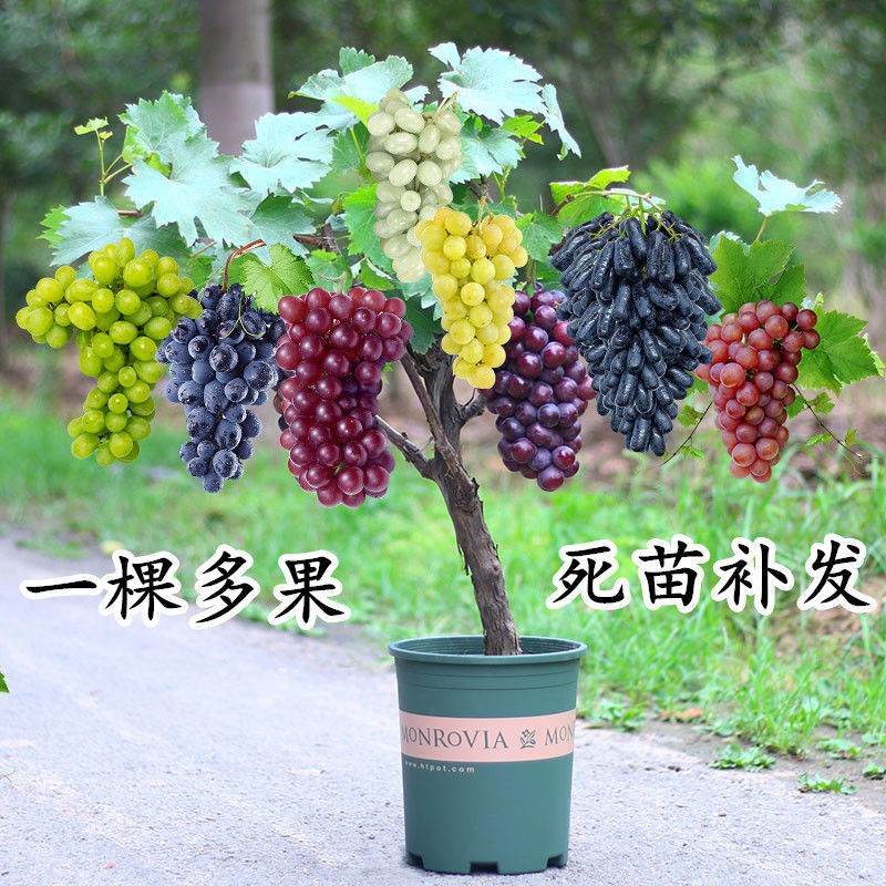 葡萄树苖果苗南北方种植图片