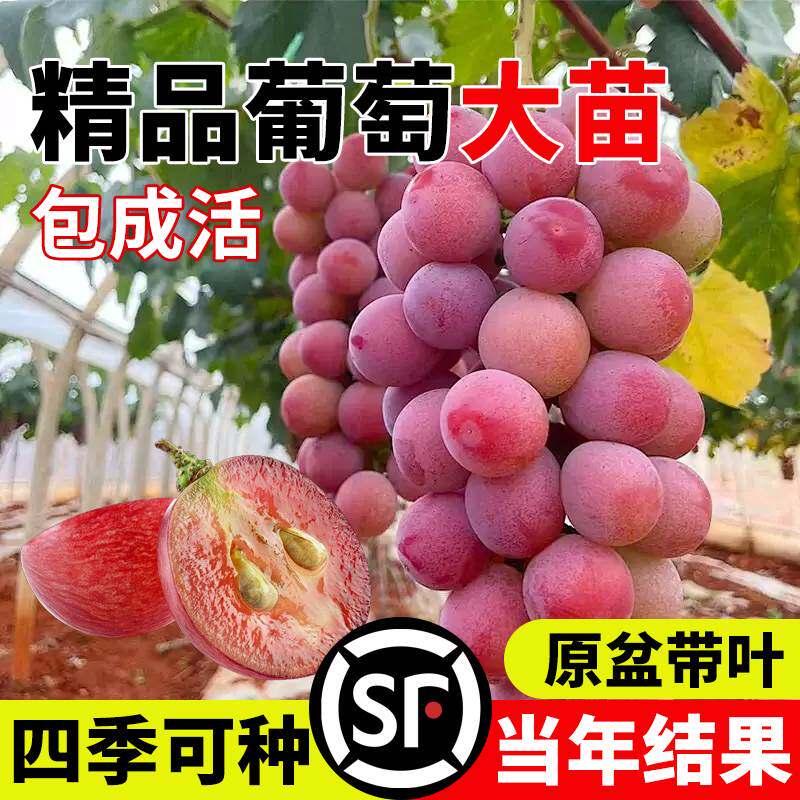 葡萄苗阳光玫瑰妮娜皇后种苗阳台庭院爬藤果苗带盆带土南北方种植