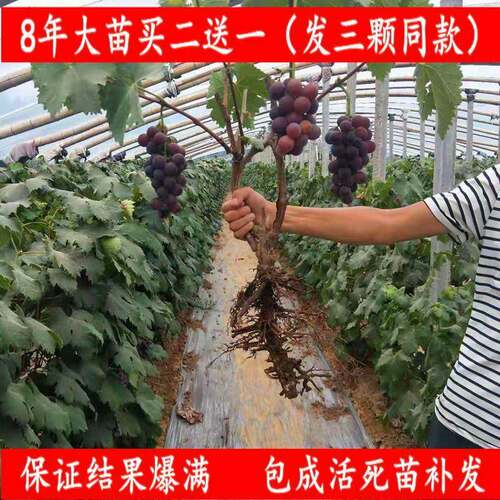 甜蜜蓝宝石葡萄苗当年结