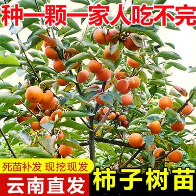 云南直发柿子树果苗庭院