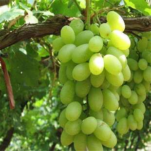 无核马奶提子葡萄苖 大新疆无子白牛奶葡萄树苖 盆栽爬藤四季种植