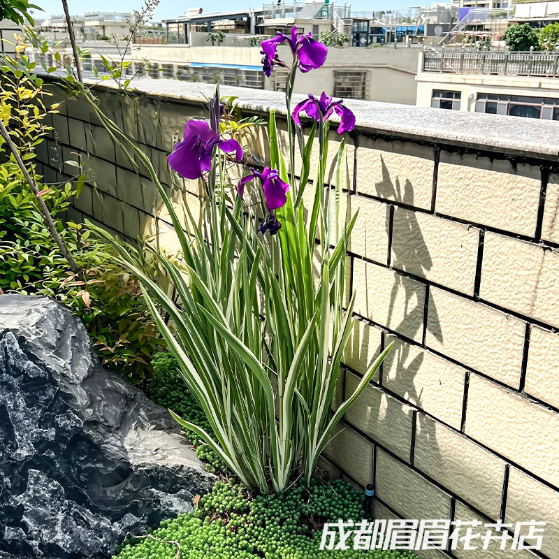 花叶玉蝉盆栽花卉植物室内外绿植庭院耐寒耐热多年生好养花镜植物