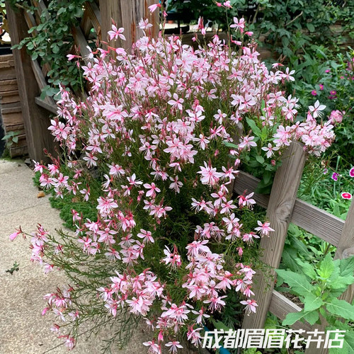 山桃草花苗庭院阳台四季好养千鸟花盆栽多年生草本耐寒耐热花卉