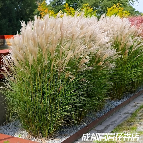 细叶芒盆栽苗地被观赏草绿化苗木