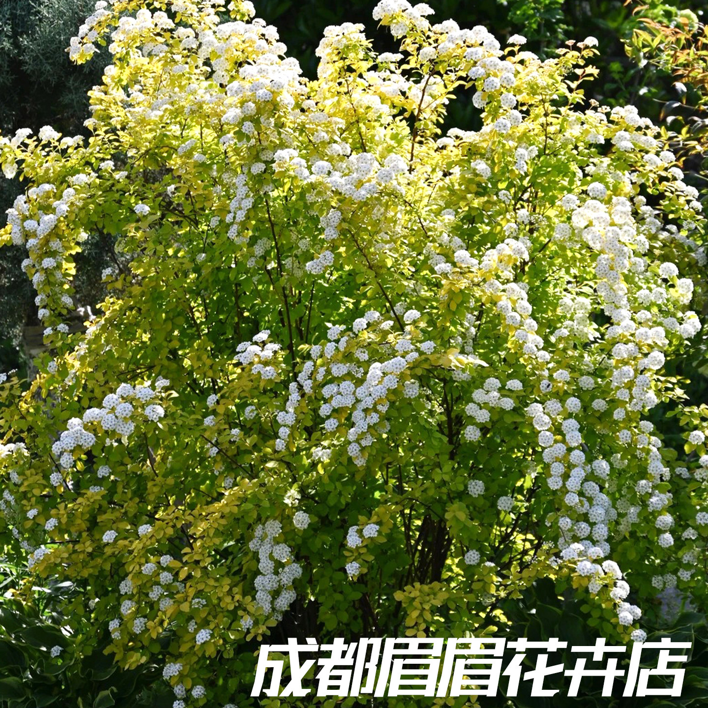 黄金喷泉绣线菊园林绿化花园造景庭院盆栽开花爆满景观植物观赏花图片