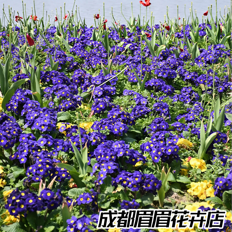 报春花花苗盆栽时令草本观赏花卉冬季庭院造景四季好养易种活绿植