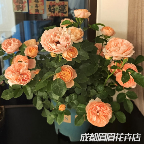 果汁阳台月季盆栽开花大玫瑰花苗多年生仙度瑞拉欧月耐热勤花月季