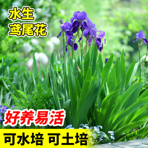 水生鸢尾花苗绿植水培土培多年生四季常绿庭院别墅盆栽花卉植物