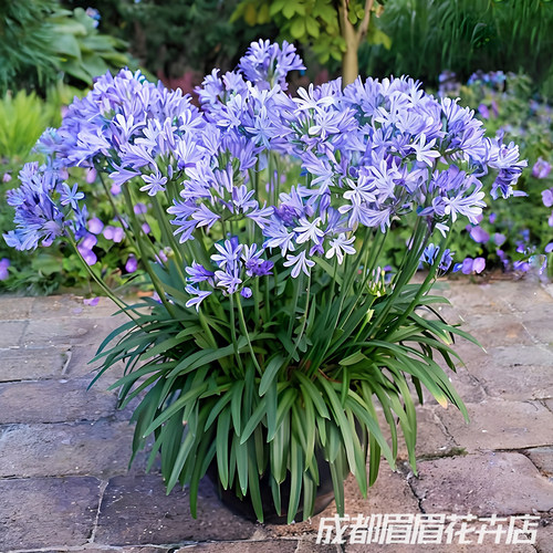 【花园新宠】百子莲种球耐热好养