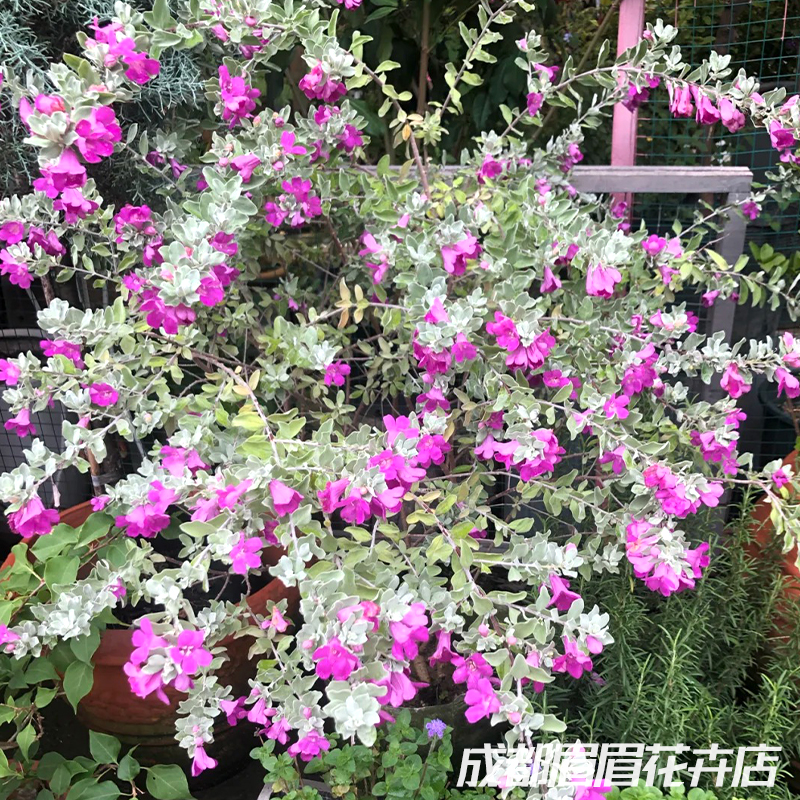 红花玉芙蓉盆栽花卉植物阳台庭院花园耐寒耐热好养活四季常青绿植
