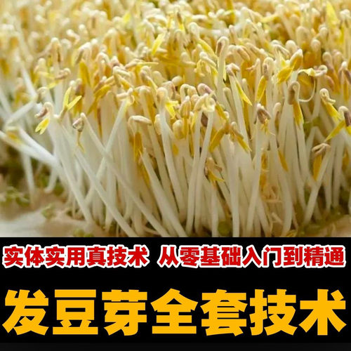 自学发豆芽技术资料 豆芽加工制作方法教学 培育豆芽商用视频教程
