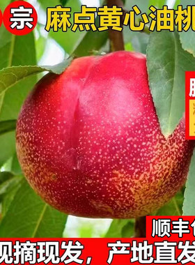 当季正宗黄心油桃脆甜现摘现发