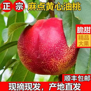 正宗砀山黄心麻点油桃新鲜油桃应季新鲜水果黄心油桃子现摘现发孕