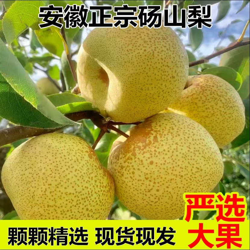 当季砀山梨酥梨产地直发新鲜梨子