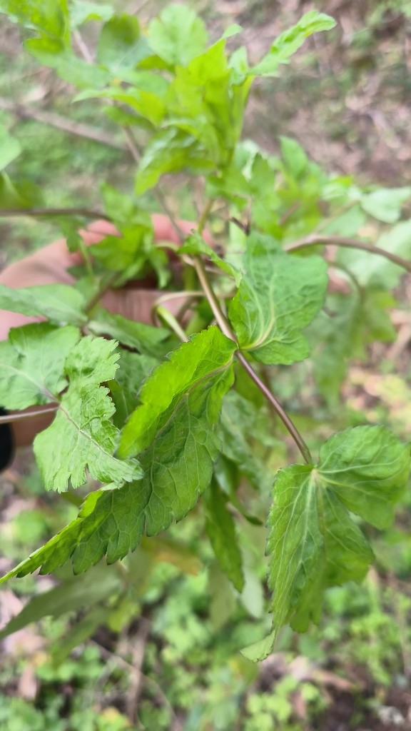 当归苗子 中药材当归籽苗党参种苗苗欧当归岷当归种苗 易成活