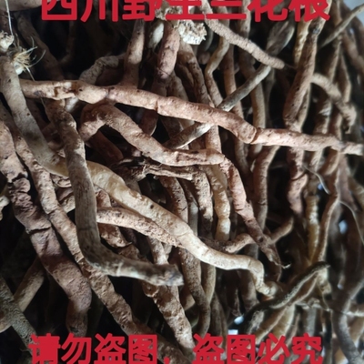 兰花根山兰，幽兰，兰花草中药材土续断新鲜兰花根500g包邮。