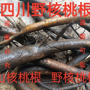 核桃树根  四川深山野生山核桃树根 山核桃树根干片500克包邮