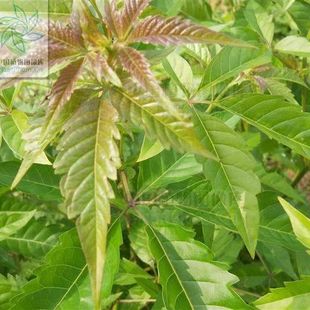 黄荆树五指风五叶山黄荆柴黄金子蜜源黄荆条树根500g包邮