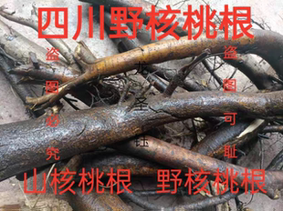 新鲜核桃树根 山核桃根 深山大树细根良心中药材500g包邮四川巴中