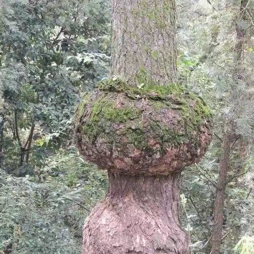 松树瘤新鲜中药材四川松树瘤松树疙瘩松树结节大山天然原生态