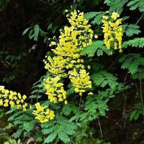 中药材当季云实根阎王刺根牛王茨根新鲜现挖整条500克包邮