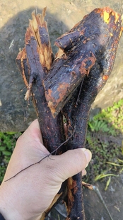 枇杷根 四川巴中农家自采琵琶根中药材500克包邮,新鲜树根原生态