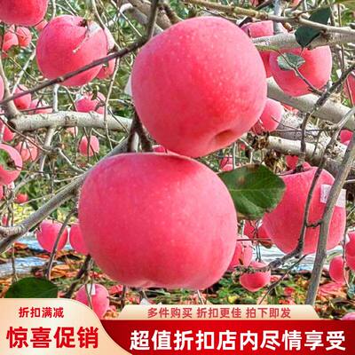 水果礼盒装苹果当季直供烟台整箱