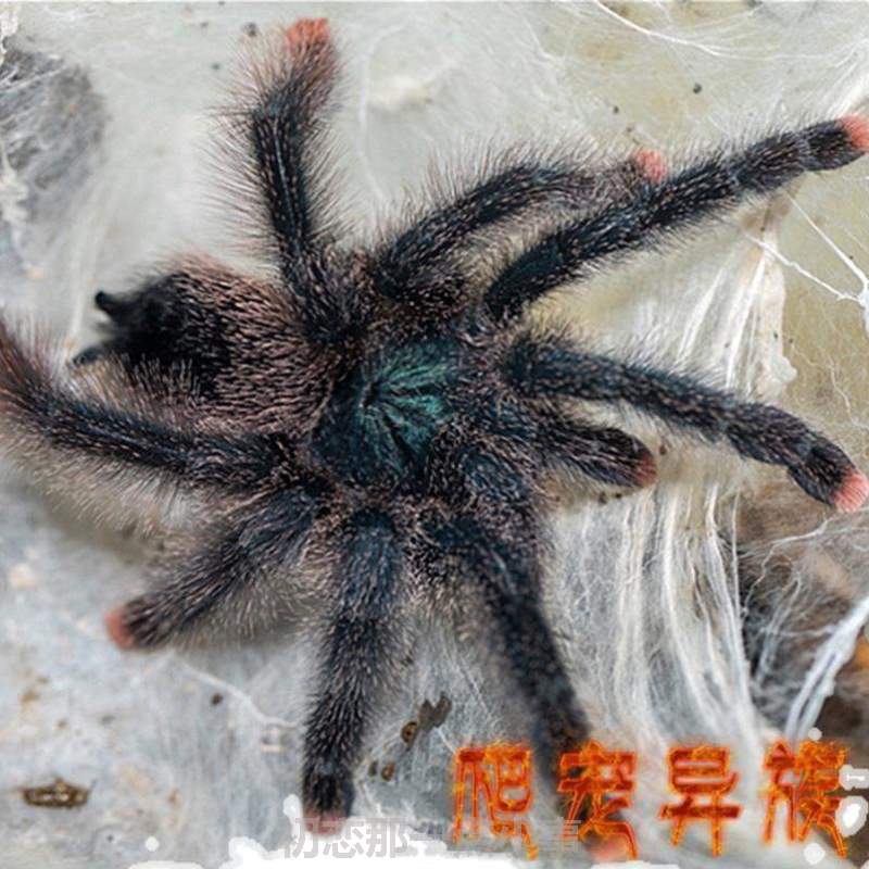 体型蜘蛛圭粉巨人颜色巨人趾粉趾粉趾蜘蛛比蜘蛛圭亚那大圭亚那