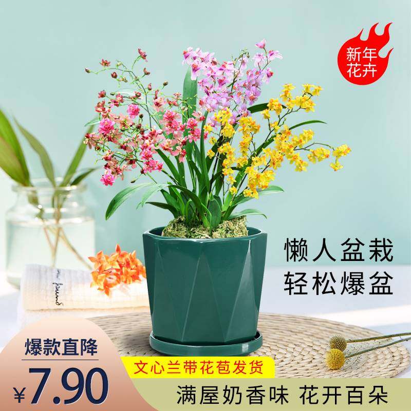 5种颜色文心兰现季带花苞 跳舞梦香兰奶香水味兰花苗浓香花卉盆栽