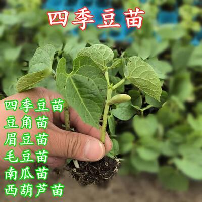 无架四季豆阳台盆栽四季豇扁豆长豆角地豆种子满地爬蔬菜豆苗大全