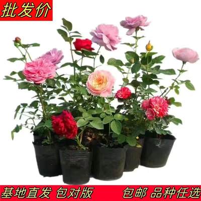 大花浓香耐热季节盆栽庭院