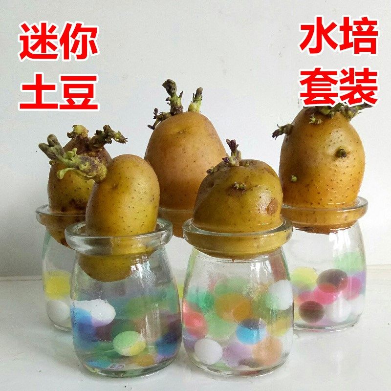 水培土豆苗盆栽植物土培洋芋幼儿园植物角文创装饰观察生长日记