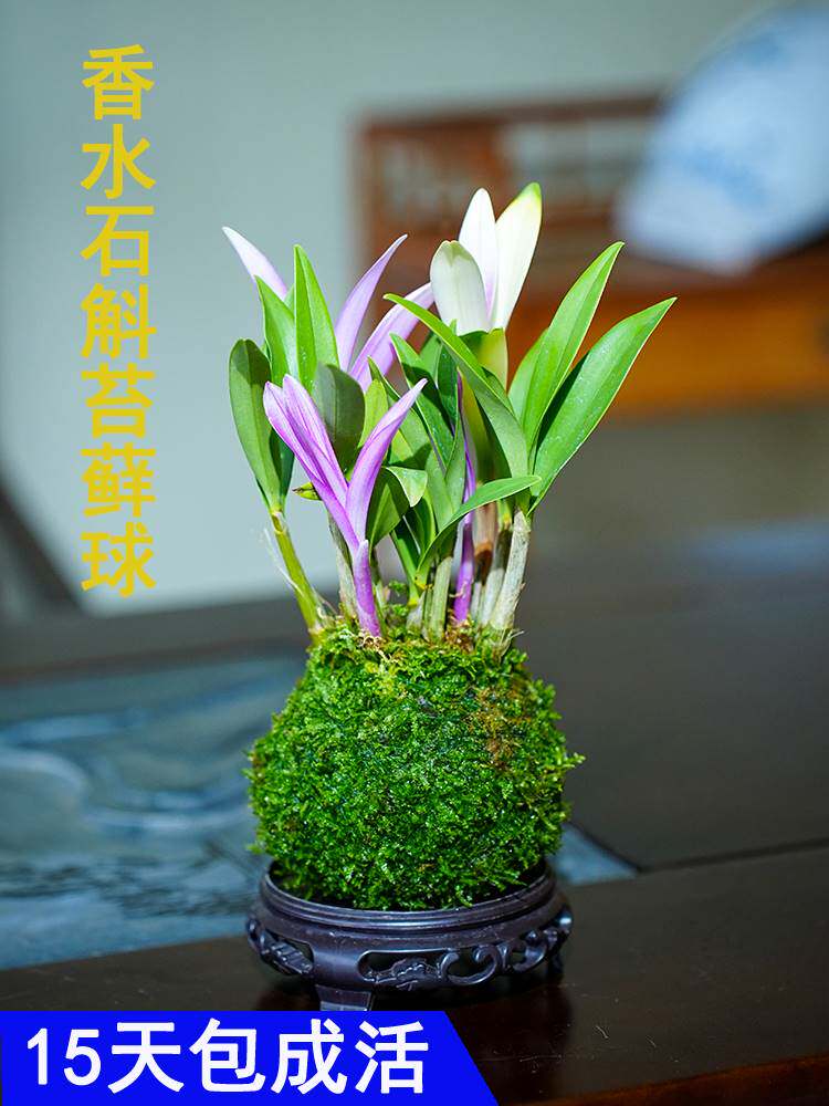 新品七彩香水石斛兰冬带花苞水培开花浓香室内桌面绿植盆栽花卉