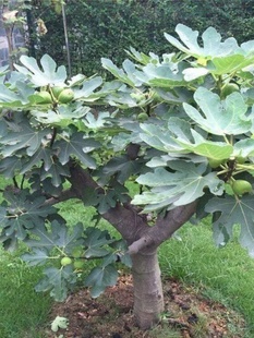 特大无花果树苗盆栽矮化无花果苗四季 种植当年结果南北方阳台庭院