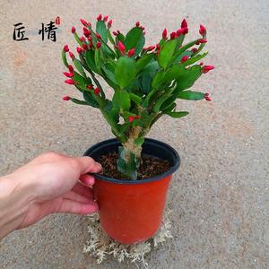 蟹爪兰花卉植物室内花 带花苞多色仙人掌嫁接蟹爪兰进口绿植盆栽.