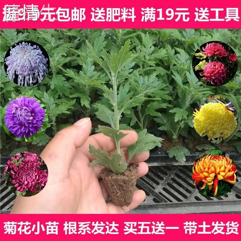 菊花苗当年开花四季菊大花型秋菊小苗千头菊苗室内外庭院花卉绿植 家居饰品 百变造型香皂 原图主图