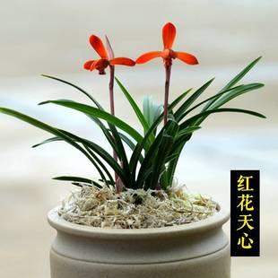 春兰经典 红花天心矮种兰花开浓香花苞出售花苗室内花卉盆景绿植盆