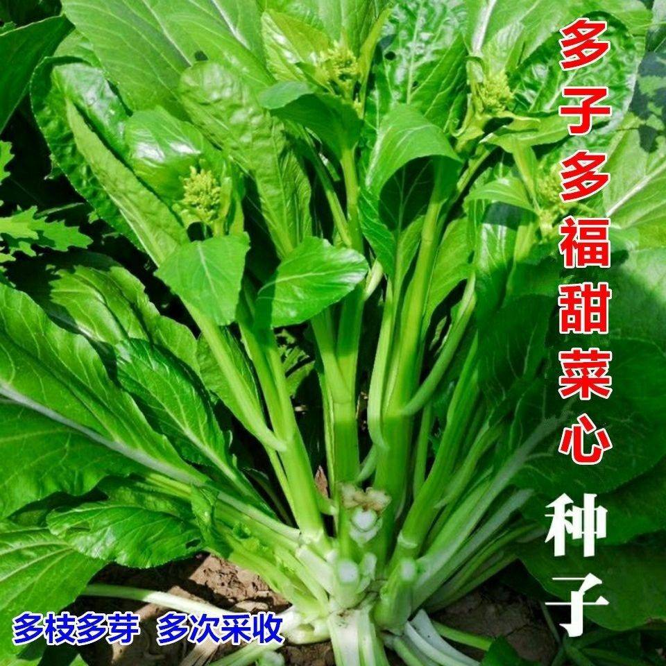 多子多福甜菜心特甜脆菜苔早熟白菜苔多芽菜心种子四季播蔬菜种子