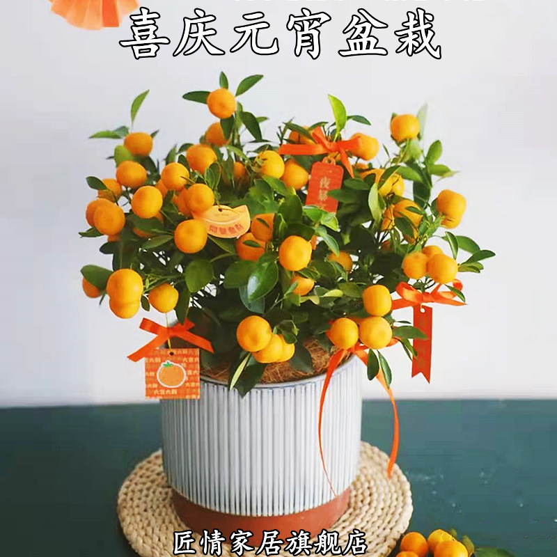 四季金桔树苗盆栽带果可食用植物室内花卉阳台观赏小橘子绿植好养