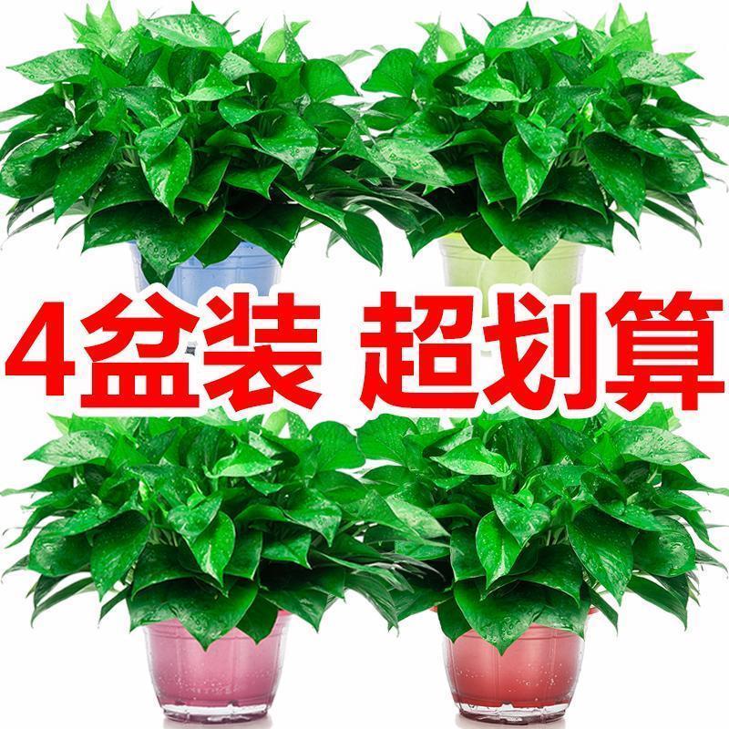 新房去甲醛防副射好养懒人绿萝吸收植物办公桌面花卉绿萝盆栽花盆