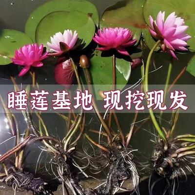 睡莲水培植物四季荷花盆栽