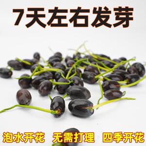 莲水培植物花卉室内四季种子