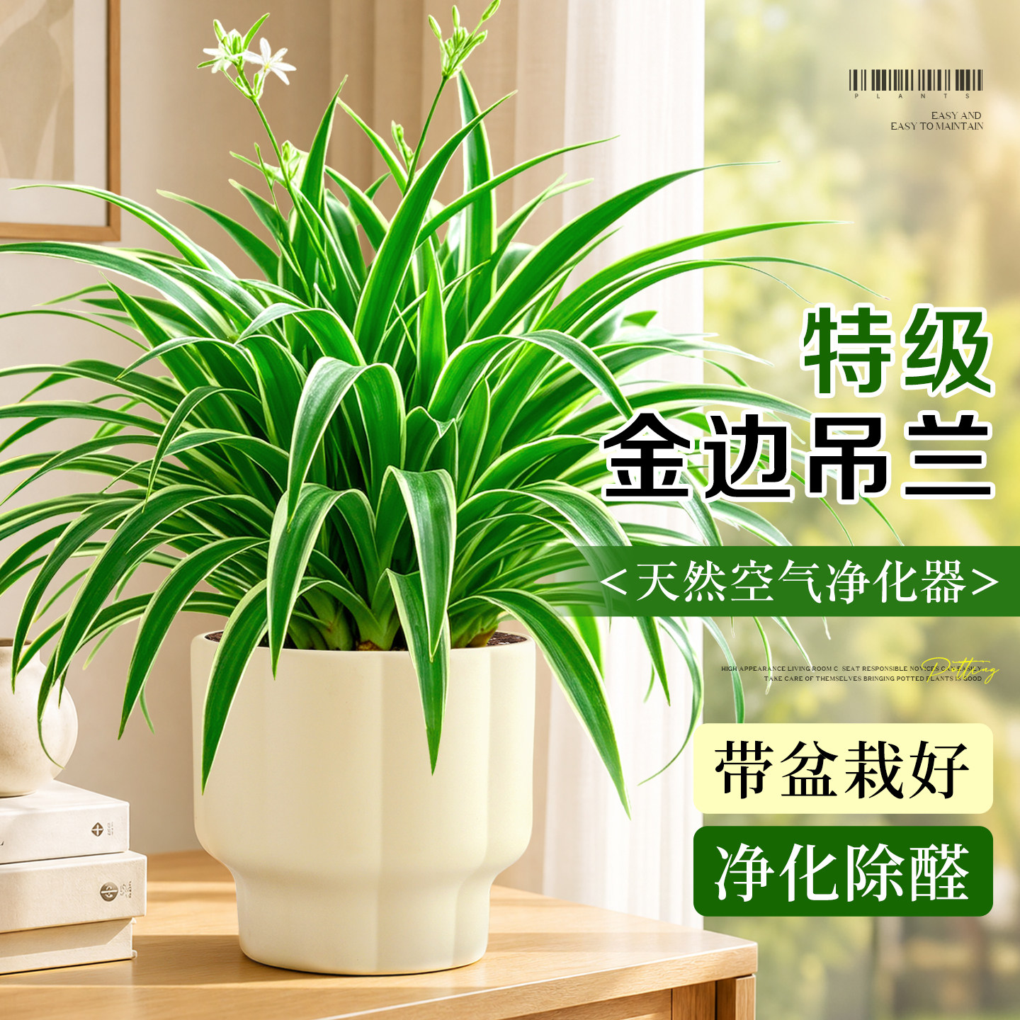 金边吊兰盆栽室内植物耐阴好养花卉净化空气水养水培垂吊观叶绿植